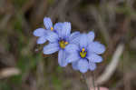 Nash's blue-eyed grass